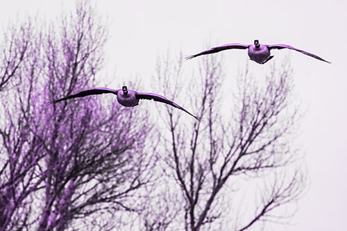 Two Canadian Geese Honking During Flight (Purple Tone Photo)