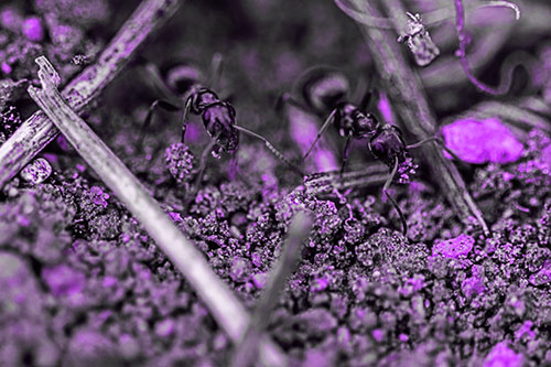 Two Carpenter Ants Working Hard Among Soil (Purple Tone Photo)