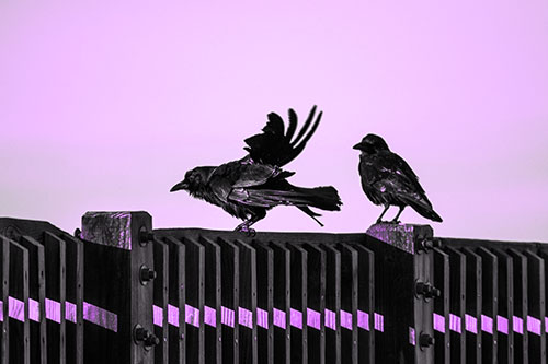 Two Crows Gather Along Wooden Fence (Purple Tone Photo)