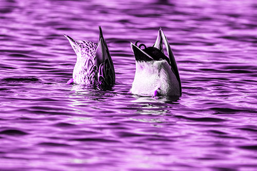 Two Ducks Upside Down In Lake (Purple Tone Photo)