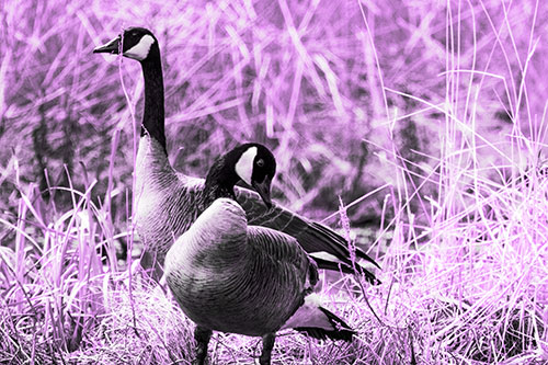 Two Geese Contemplating A Swim In Lake (Purple Tone Photo)