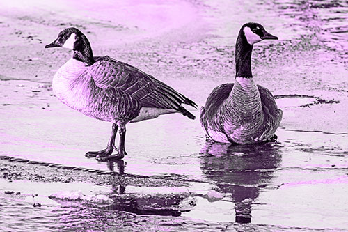Two Geese Embrace Sunrise Atop Ice Frozen River (Purple Tone Photo)
