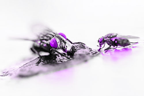 Two Hungry Cluster Flies Feasting Together (Purple Tone)