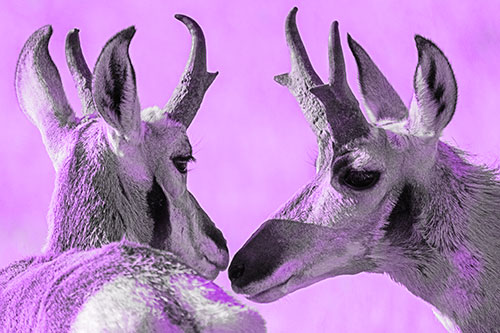 Two Loving Pronghorns Kissing Each Other (Purple Tone)