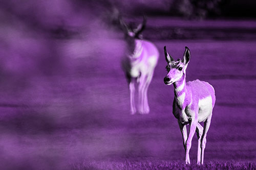 Two Pronghorns Walking Across Freshly Cut Grass (Purple Tone Photo)