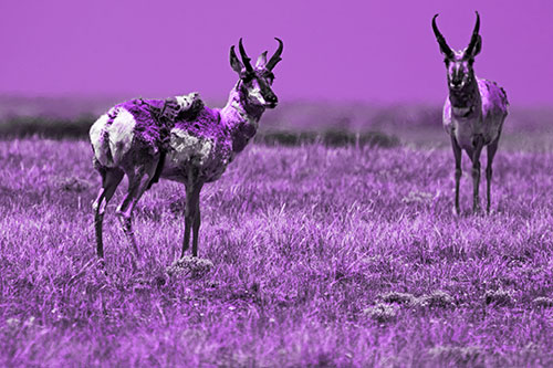 Two Shedding Pronghorns Among Grass (Purple Tone Photo)