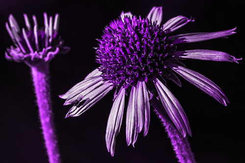 Two Towering Coneflowers Blossoming (Purple Tone Photo)