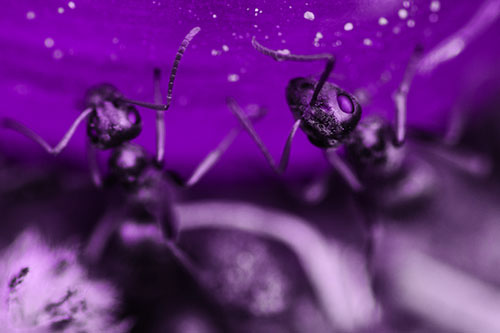 Two Vertical Climbing Carpenter Ants (Purple Tone Photo)
