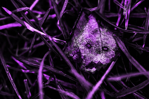 Upset Decaying Leaf Face Hiding Among Twisting Grass Blades (Purple Tone)