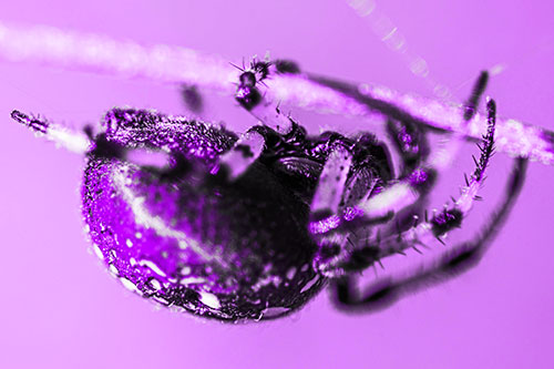 Upside Down Furrow Orb Weaver Spider Crawling Along Stem (Purple Tone)