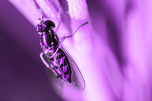 Vertical Leg Contorting Hoverfly (Purple Tone Photo)