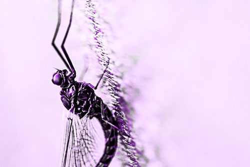 Vertical Perched Mayfly Sleeping (Purple Tone Photo)