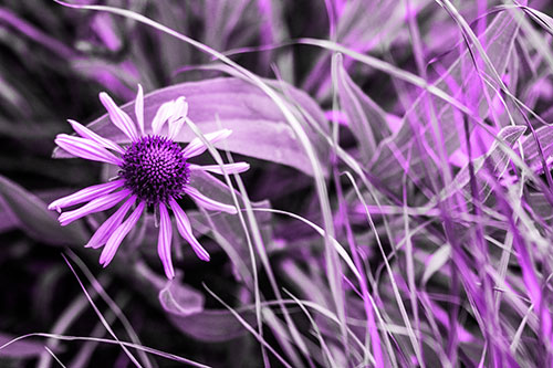 Vibrant Lone Coneflower Beside Plants (Purple Tone Photo)