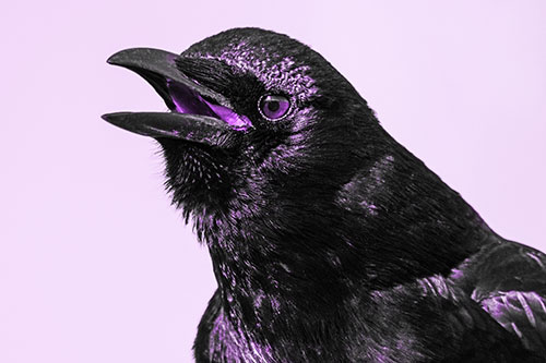 Vocal Crow Cawing Towards Sunlight (Purple Tone Photo)