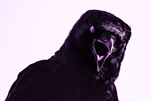 Vocal Glaze Eyed Crow Cawing Down Atop Tree Branch (Purple Tone)
