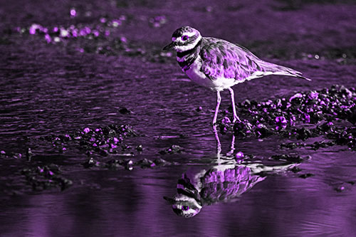Wading Killdeer Wanders Shallow River Water (Purple Tone Photo)