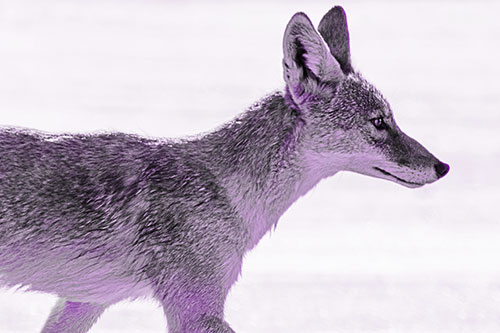 Walking Coyote Crossing Empty Road (Purple Tone Photo)