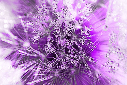Water Dew Bubbles Among Dandelion Fluff (Purple Tone)