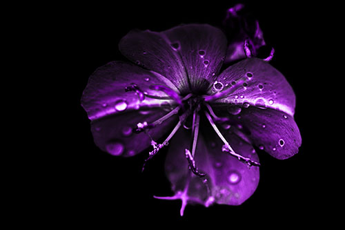 Water Droplet Primrose Flower After Rainfall (Purple Tone Photo)