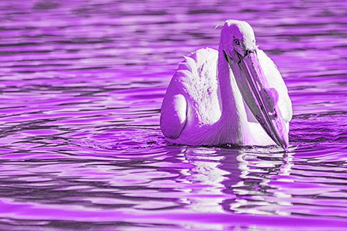 Water Floating Pelican Hunting For Food (Purple Tone)