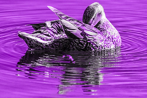 Water Rippling Mallard Duck Grooming Self (Purple Tone)
