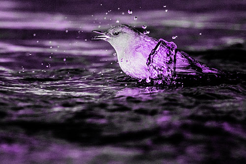 Water Splashing American Dipper Feasting On Larvae (Purple Tone)