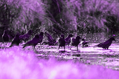 Water Splashing Crows Enjoy Bird Bath Along River Shore (Purple Tone Photo)