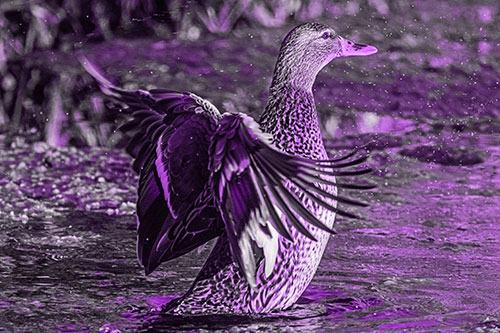 Water Splashing Mallard Duck Flapping Wings Among Pond (Purple Tone Photo)