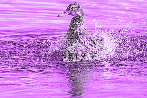Water Splashing Mallard Duck Taking Bird Bath (Purple Tone)