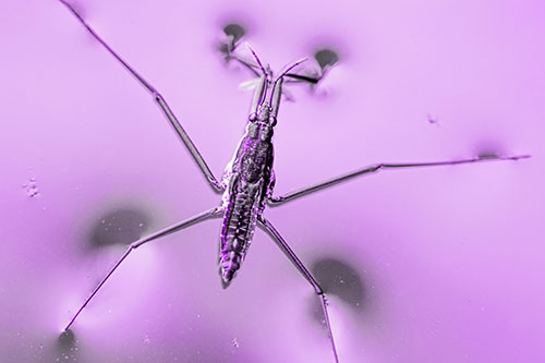 Water Strider Perched Atop Calm River (Purple Tone Photo)