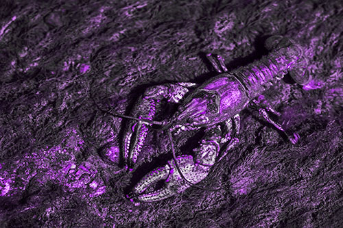 Water Submerged Crayfish Crawling Upstream (Purple Tone Photo)