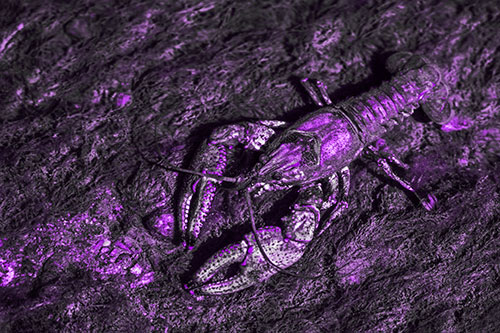 Water Submerged Crayfish Crawling Upstream (Purple Tone)