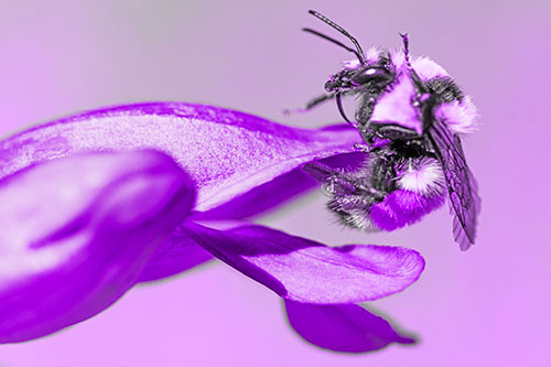 Waving Red Belted Bumble Bee Climbing Flower Petal (Purple Tone)