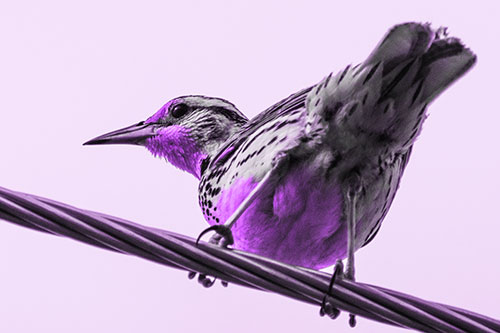 Western Meadowlark Keeping Watch Atop Powerline Wire (Purple Tone)