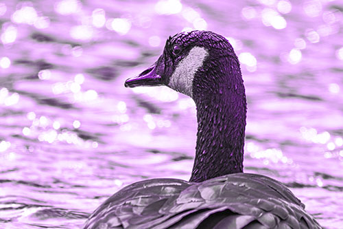 Wet Headed Canadian Goose Among Glistening Water (Purple Tone)