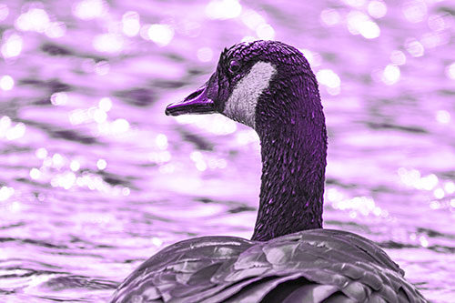 Wet Headed Canadian Goose Among Glistening Water (Purple Tone Photo)