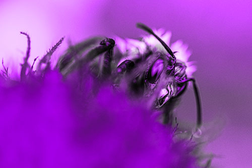 Wet Honey Bee Hiding Among Blanket Flower (Purple Tone)