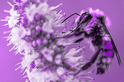 Wet Red Belted Bumble Bee Crawling Up Mentha Longifolia Plant (Purple Tone)