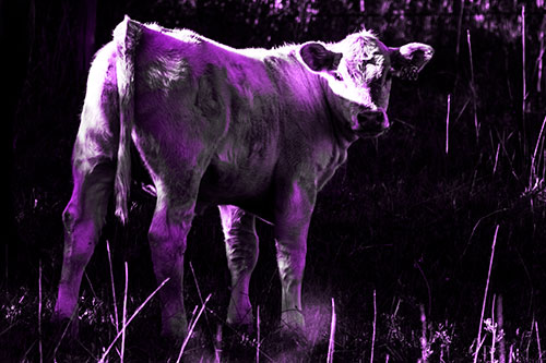 White Cow Calf Looking Backwards (Purple Tone Photo)