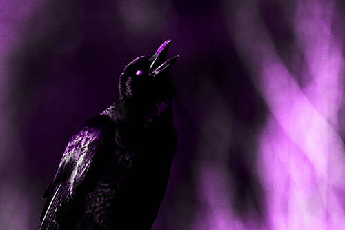 White Eyed Crow Cawing Into Sunlight (Purple Tone Photo)