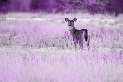 White Tailed Deer Gazing Backwards Among Snowy Field (Purple Tone Photo)