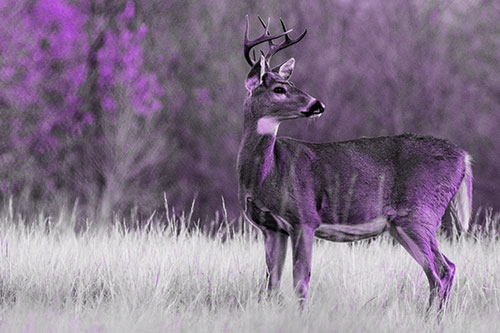 White Tailed Deer Looking Back Towards Sunrise (Purple Tone)