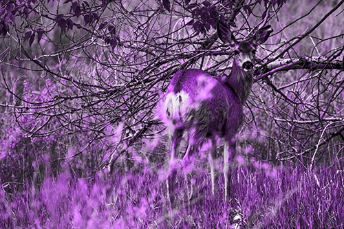 White Tailed Deer Looking Backwards Atop Grassy Pasture (Purple Tone Photo)