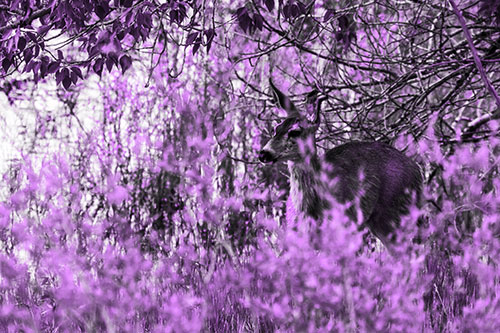 White Tailed Deer Looking Onwards Among Tall Grass (Purple Tone Photo)
