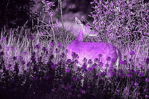 White Tailed Deer Looks Back Among Lily Nile Flowers (Purple Tone)
