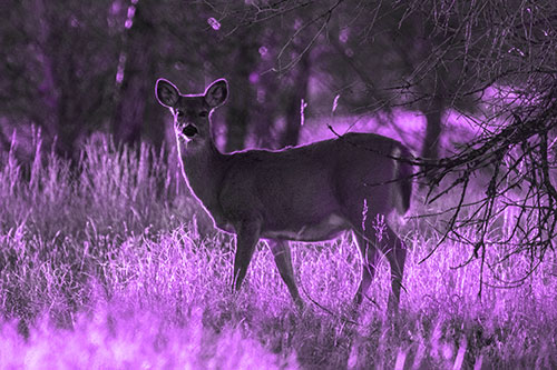 White Tailed Deer Spots Intruder Beside Dead Tree (Purple Tone Photo)