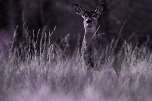 White Tailed Deer Stares Behind Feather Reed Grass (Purple Tone Photo)