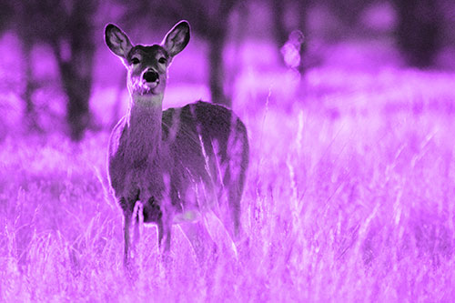 White Tailed Deer Watches With Anticipation (Purple Tone Photo)