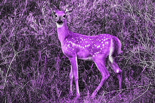 White Tailed Spotted Deer Stands Among Vegetation (Purple Tone Photo)