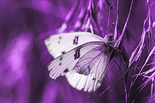 White Winged Butterfly Clings Grass Blades (Purple Tone Photo)